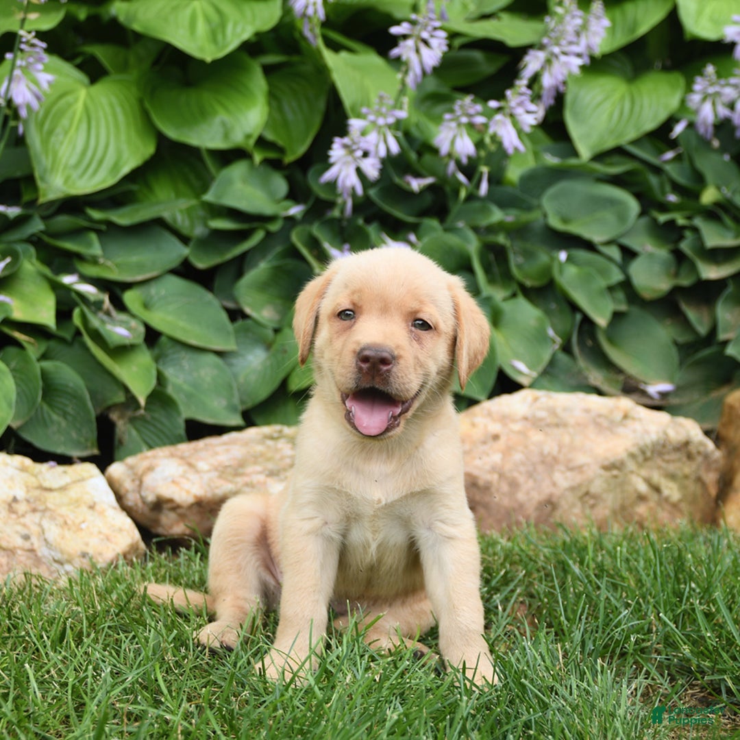 Labrador Retriever dogs for sale: Elsa - Image 2