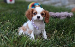 Cavalier King Charles Spaniel dogs for sale: Mindy - Image 2