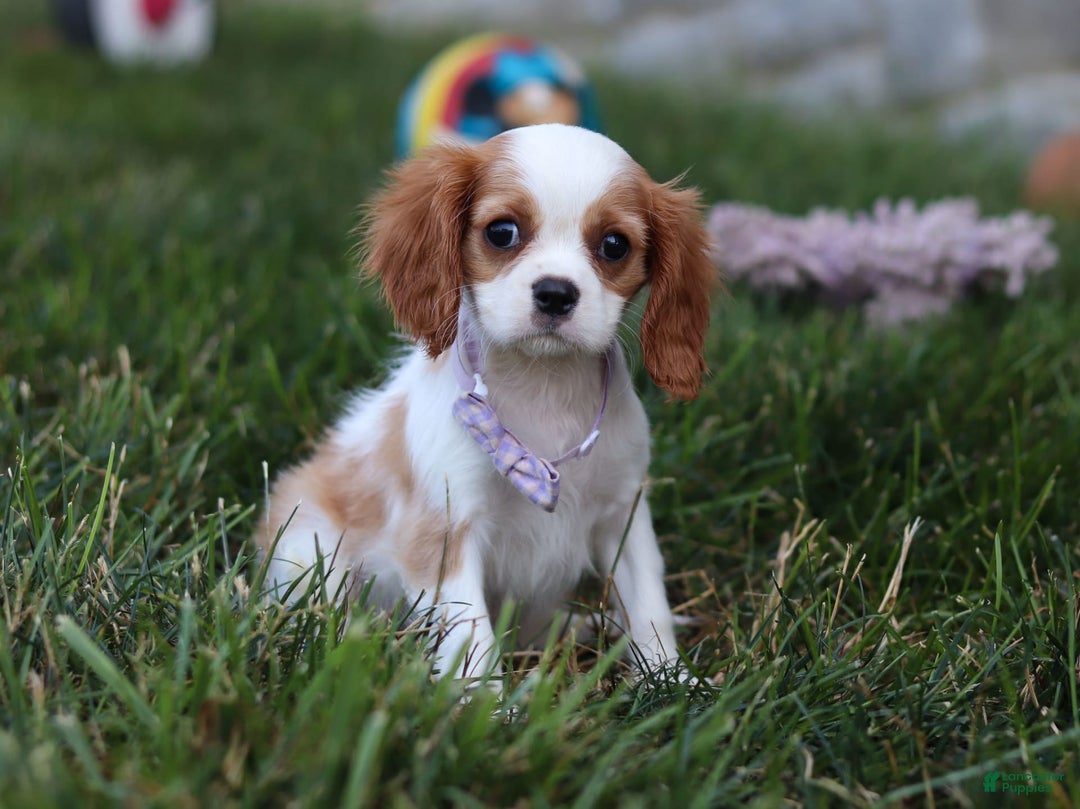 Cavalier King Charles Spaniel dogs for sale: Mindy - Image 2