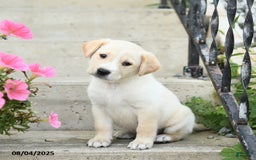 Jack Russell Terrier dogs for sale: Lucas - Image 2