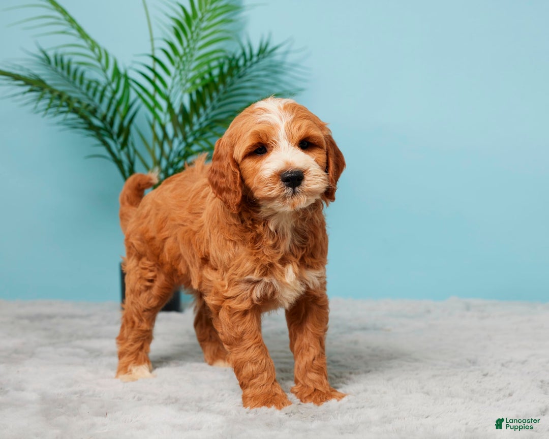 Mini Goldendoodle dogs for sale: Charlie - Image 3