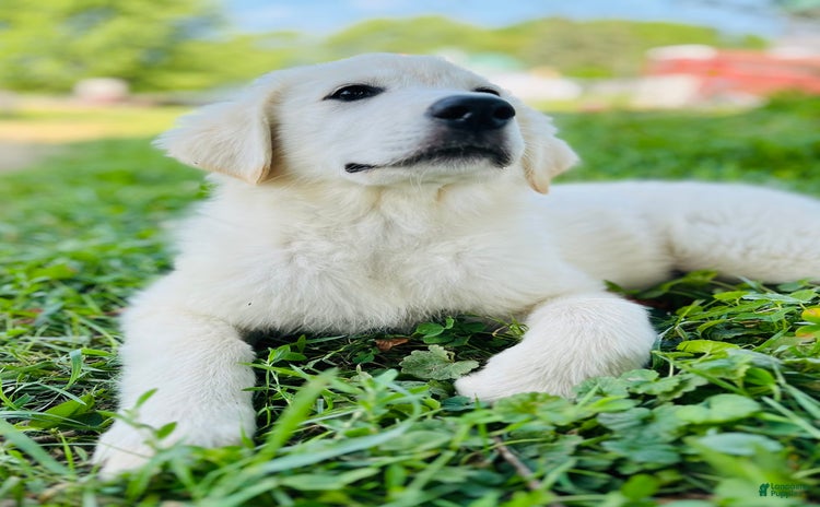 Maremma Sheepdog dogs for sale - Ad 1
