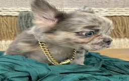 French Bulldog dogs for sale: Fluffy French Bulldog - Image 2