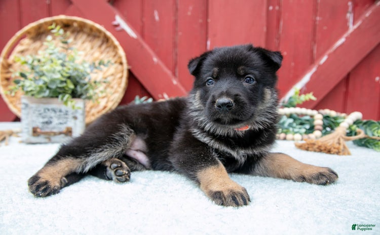 German Shepherd dogs for sale - Ad 1
