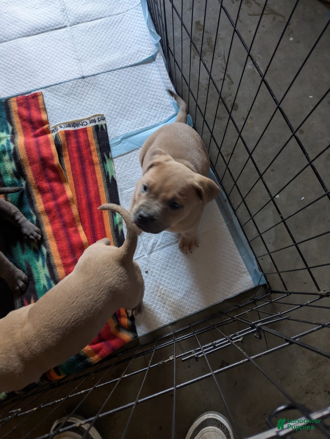 American Pit Bull Terrier dogs for sale: Ham Samy - Image 6