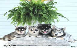 Pomsky dogs for sale: Bailey - Image 5