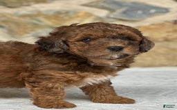 Mini Aussiedoodle dogs for sale: Ruger - Image 5