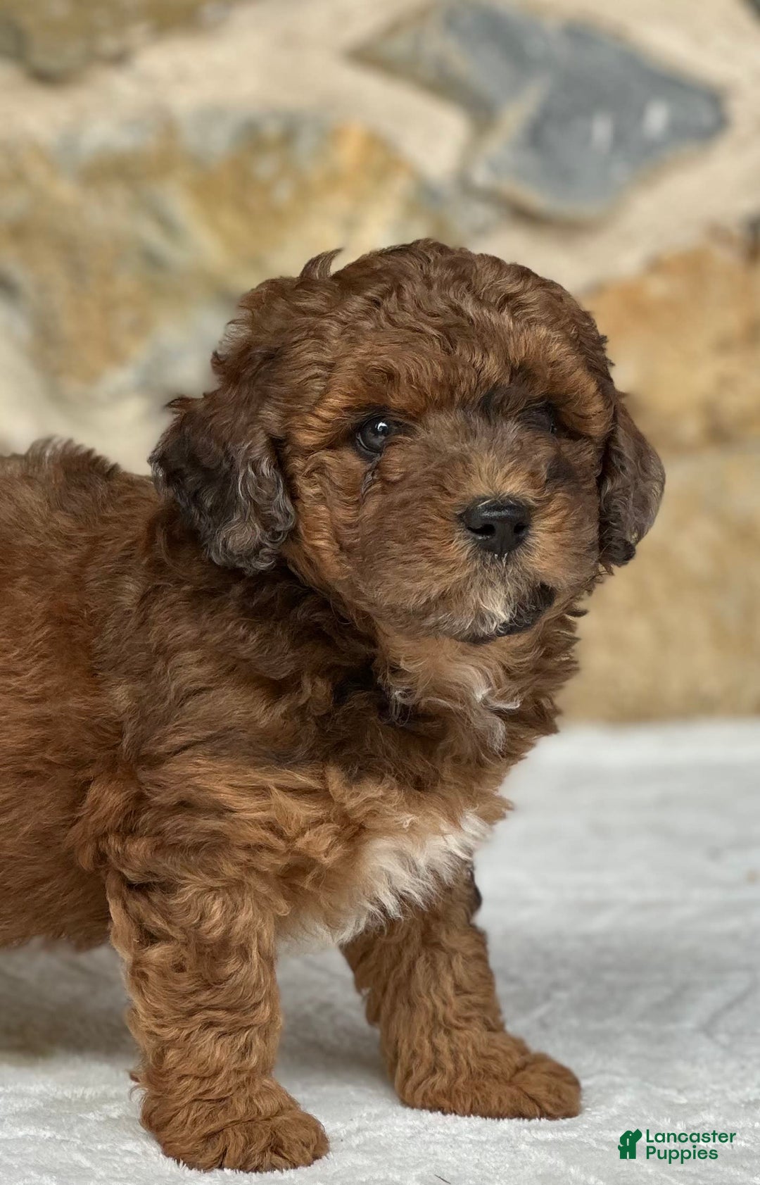 Mini Aussiedoodle dogs for sale: Ruger - Image 5