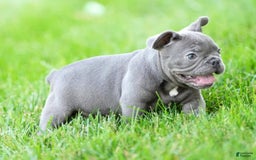 French Bulldog dogs for sale: Jay - Image 2