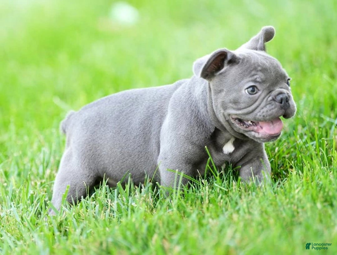 French Bulldog dogs for sale: Jay - Image 2