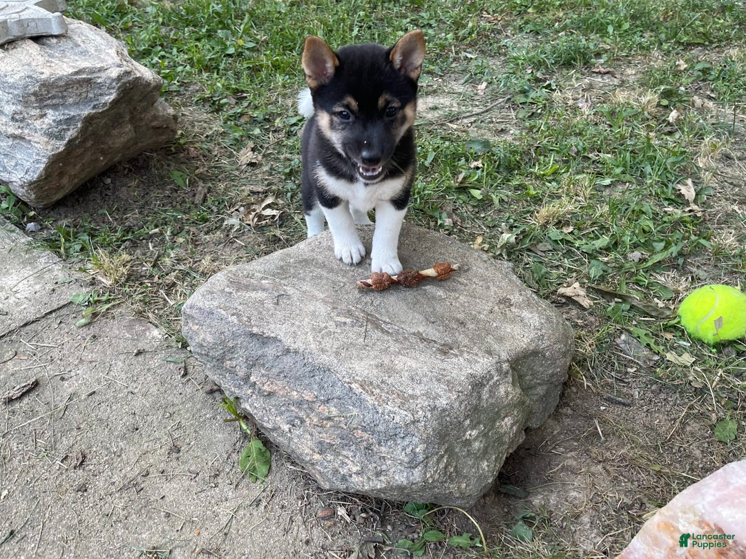 Shiba Inu dogs for sale: Coco Bean - Image 6