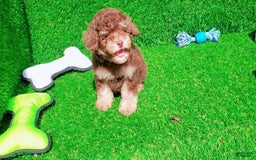 Maltipoo dogs for sale: Coconut - Image 2