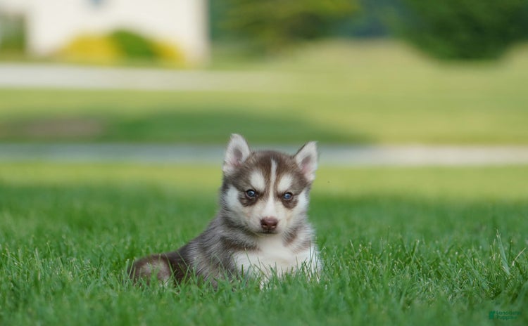 Gerberian Shepsky dogs for sale - Ad 4