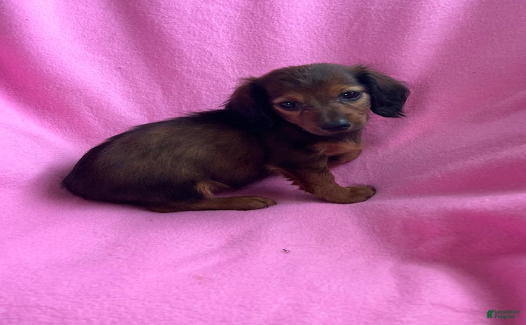 Dachshund dogs for sale - Ad 4