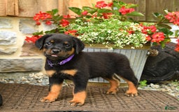 Rottweiler dogs for sale: Rottweiler 8 puppies - Image 13