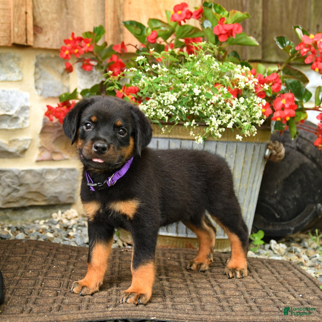 Rottweiler dogs for sale: Rottweiler 8 puppies - Image 13