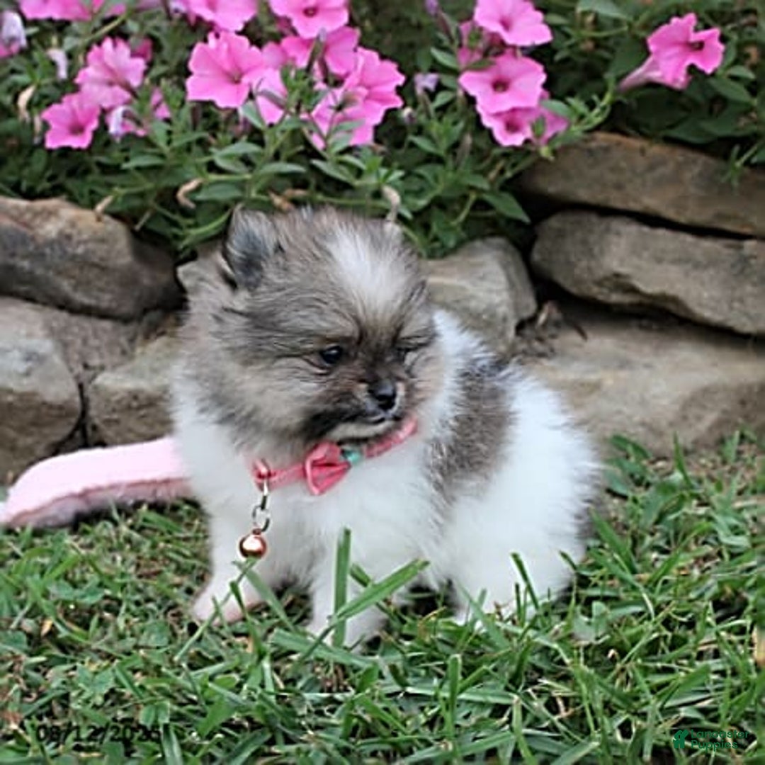 Pomeranian dogs for sale: Kylie - Image 13