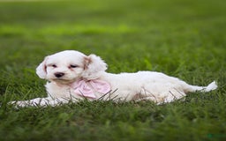 Goldendoodle dogs for sale: Odessa - Image 11