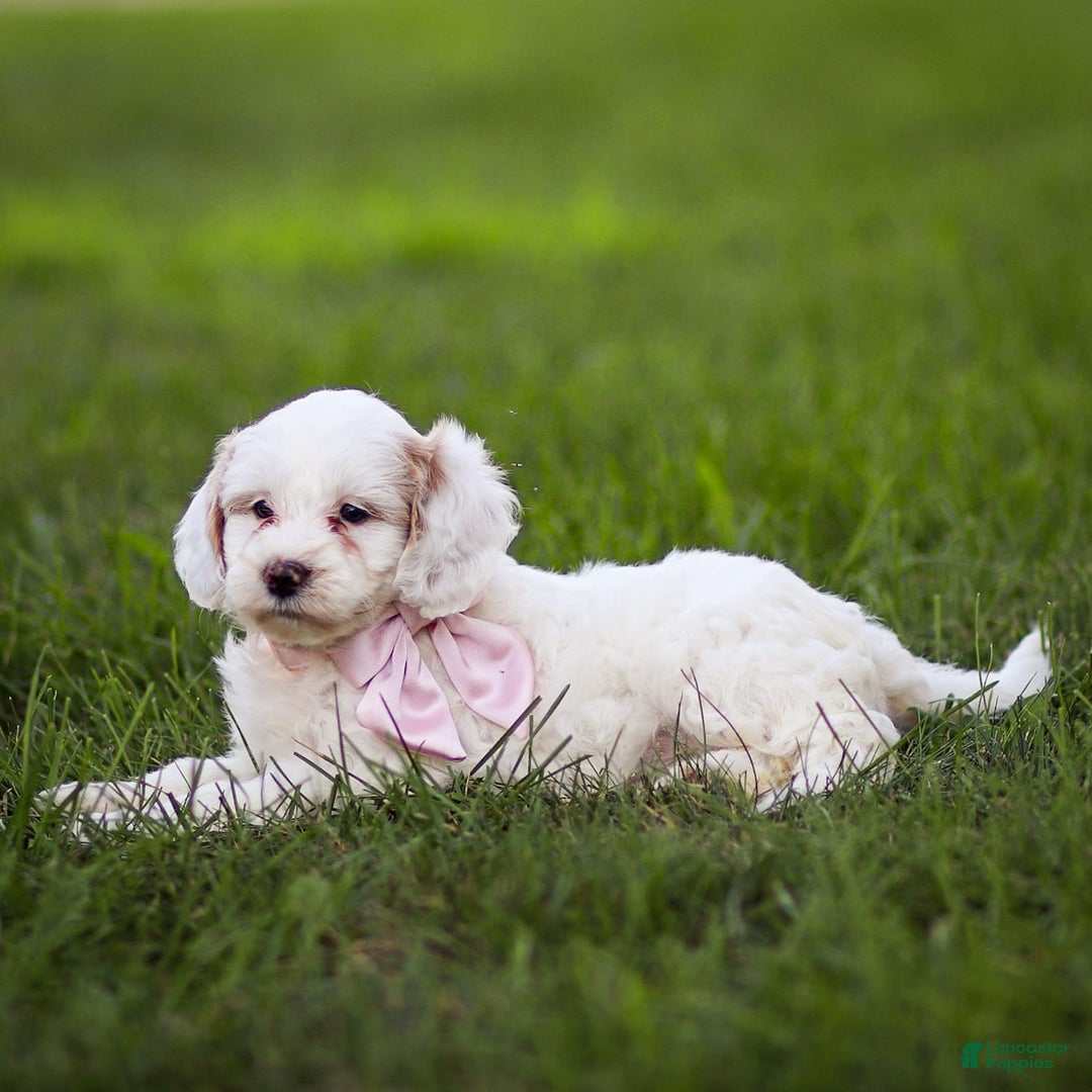 Goldendoodle dogs for sale: Odessa - Image 11