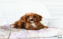 Cavapoo dogs for sale: Miracle - Image 5