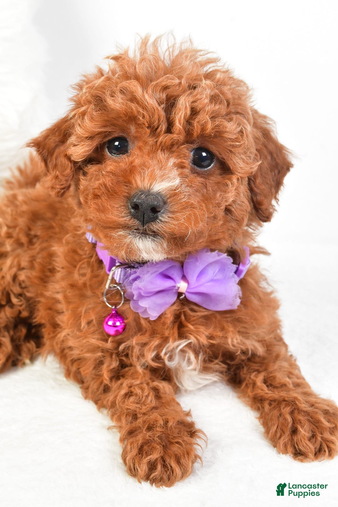 Cavapoo dogs for sale: Glory - Image 6