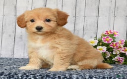 Havapoo dogs for sale: Ariel - Image 1