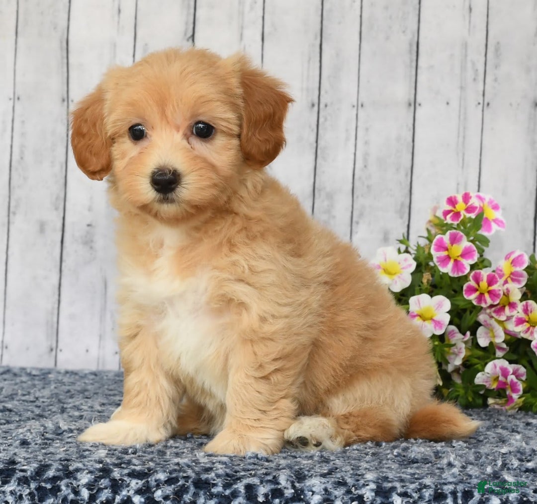 Havapoo dogs for sale: Ariel - Image 1