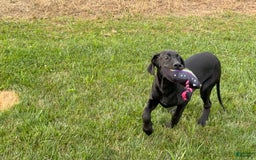 Great Dane dogs for sale: Areona - Image 10