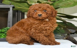 Miniature Poodle dogs for sale: Scotty - Image 9