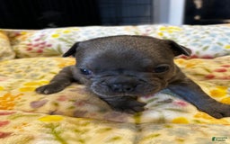 French Bulldog dogs for sale: Blue Eyes - Image 3