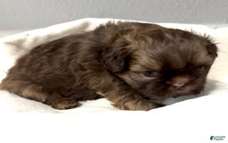 Shih Tzu dogs for sale: Karlton - Image 9