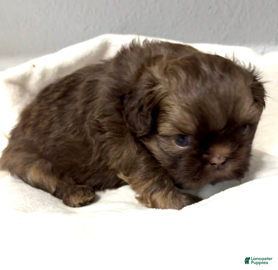 Shih Tzu dogs for sale: Karlton - Image 9