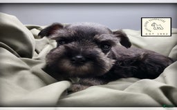 Miniature Schnauzer dogs for sale: Quill - Image 15