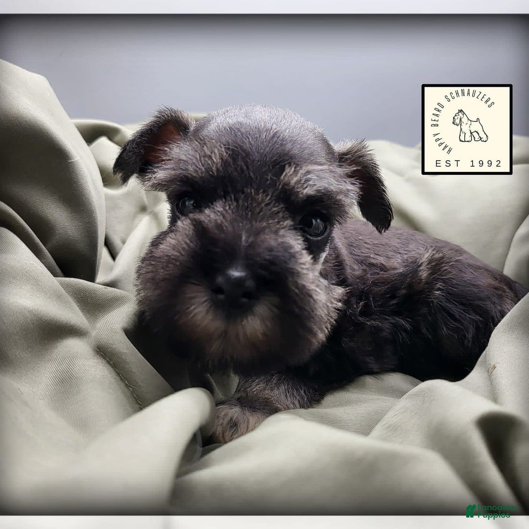 Miniature Schnauzer dogs for sale: Quill - Image 15