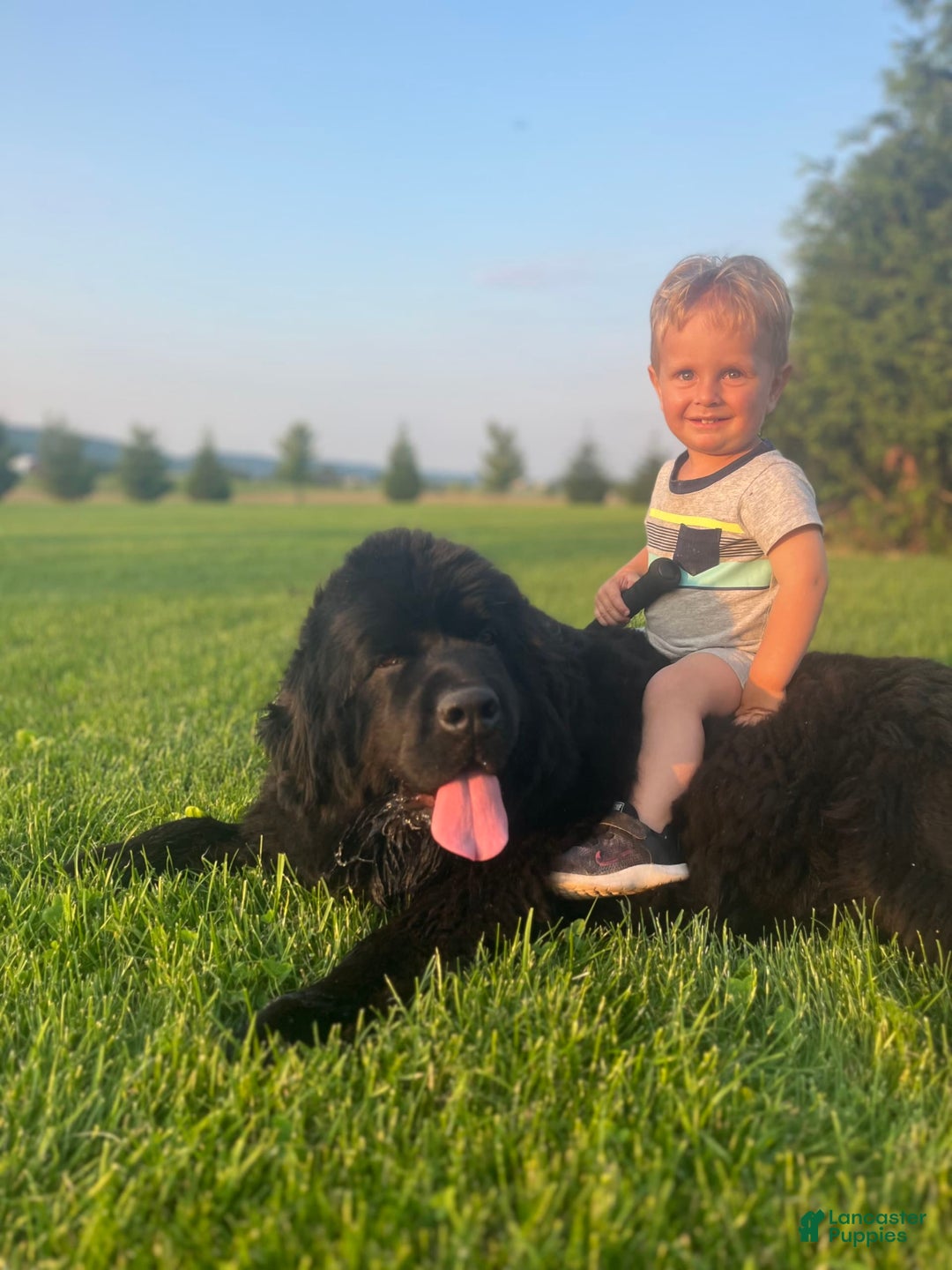 Newfoundland dogs for sale: Dahlia - Image 8