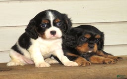 Cavalier King Charles Spaniel dogs for sale: Checkers - Image 3