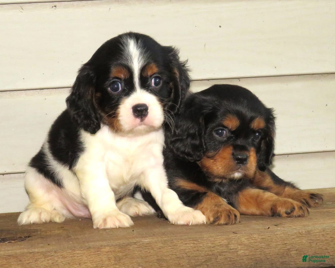 Cavalier King Charles Spaniel dogs for sale: Checkers - Image 3