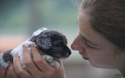 Cockapoo dogs for sale: Jordan - Image 2