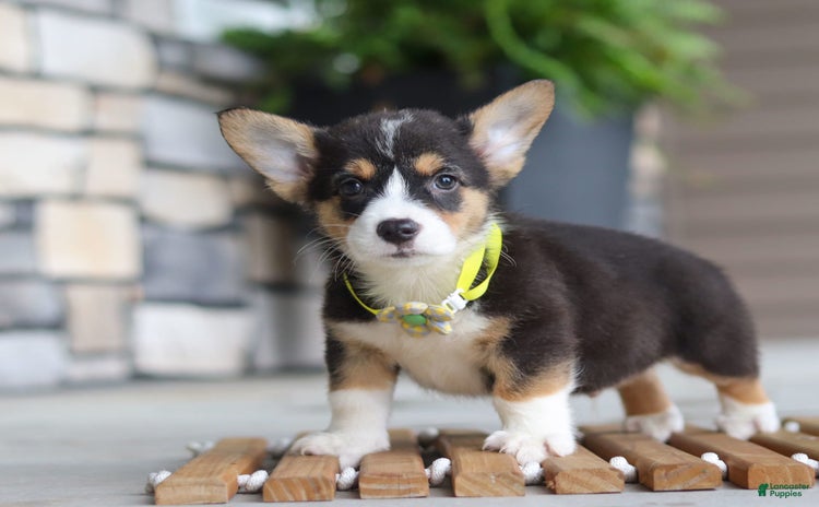 Welsh Corgi Pembroke dogs for sale - Ad 1