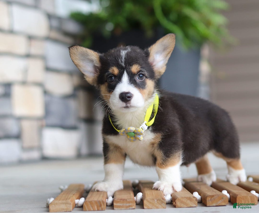 Welsh Corgi Pembroke dogs for sale: Bruno - Image 1