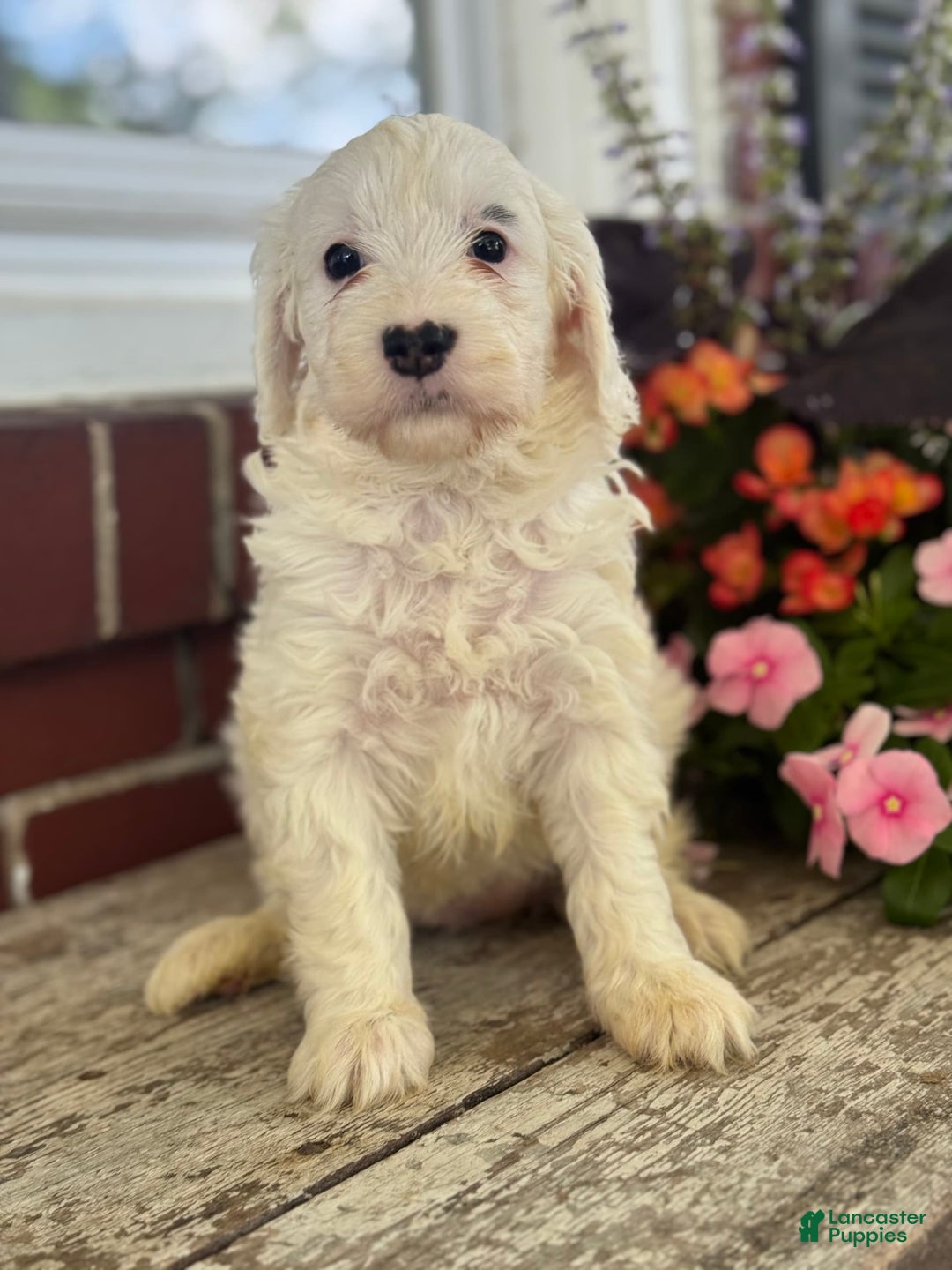 Mini Bernedoodle dogs for sale: Star - Image 11