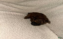 Miniature Poodle dogs for sale: Dark Red - Image 2