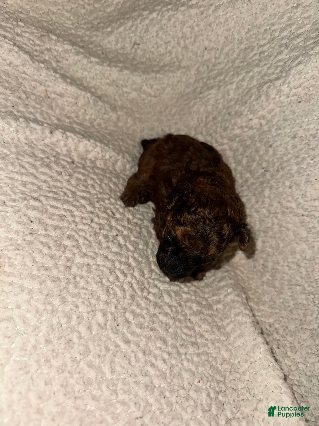 Miniature Poodle dogs for sale: Dark Red - Image 2