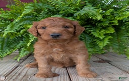 Goldendoodle dogs for sale: Dash - Image 25