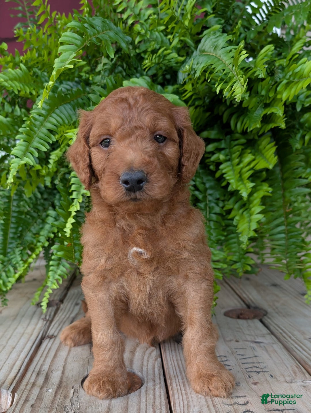 Goldendoodle dogs for sale: Dash - Image 25