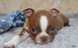 Boston Terrier dogs for sale: Dustie - Image 6