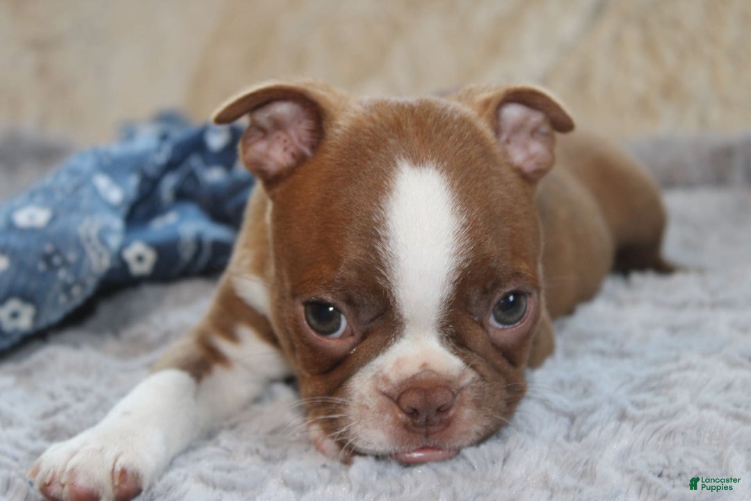 Boston Terrier dogs for sale: Dustie - Image 6