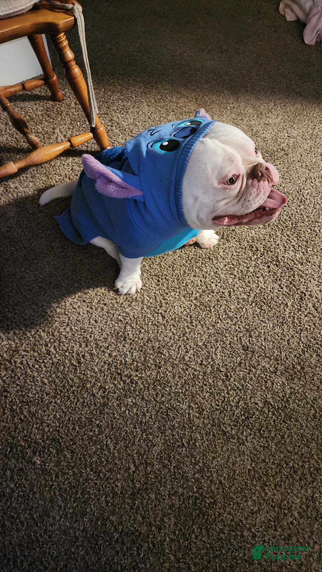 American Bully dogs for sale: Tyrion - Image 4