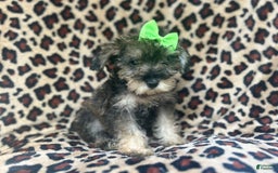Miniature Schnauzer dogs for sale: Angel - Image 9