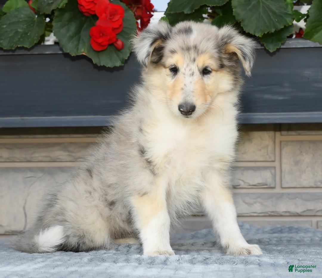 Collie dogs for sale: Pansy - Image 3